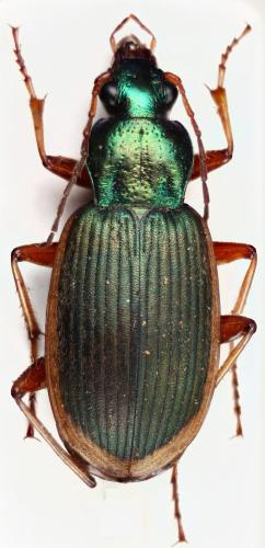 Chlaenius velutinus velutinus